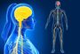 Digestive and Nervous Systems